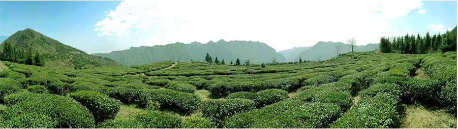 張家界林豐茶葉開發有限公司,張家界茶葉開發,茶葉種植,桑植白茶加工,帥湘紅銷售